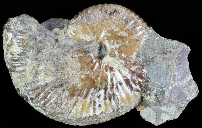 Hoploscaphites Ammonite - South Dakota #62606